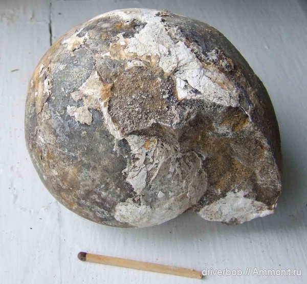 Rondiceras