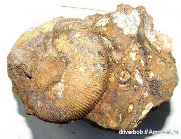 Kepplerites