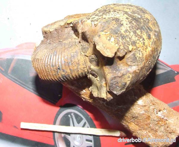 Kepplerites