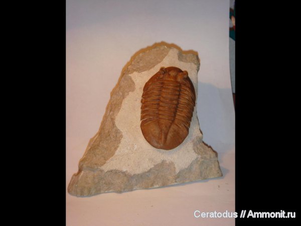 трилобиты, ордовик, Asaphus, палеозой, Asaphus holmi, Ordovician