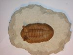 Asaphus punctatus