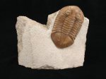 Asaphus latus