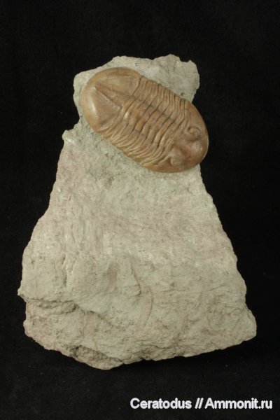 трилобиты, ордовик, Asaphus, палеозой, Asaphus knyrkoi, Ordovician