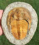 Cambropallas telesto