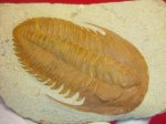 Hamatolenus (Myopsolenus) staminops