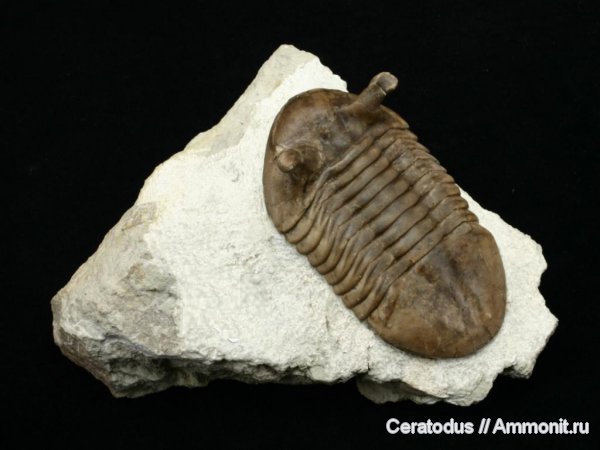 трилобиты, ордовик, Asaphus, палеозой, Asaphus intermedius, Ordovician
