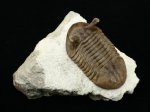 Asaphus intermedius