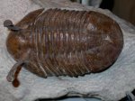 Asaphus kowalewskii   LAWROW