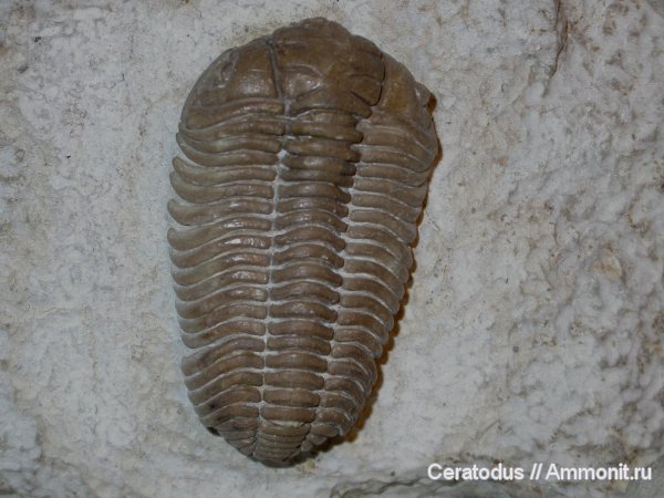 трилобиты, ордовик, палеозой, Pliomera, Pliomera fischeri, Cheiruroidea, Pliomeridae, Ordovician