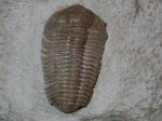 Pliomera fischeri