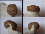 Illaenus plautini