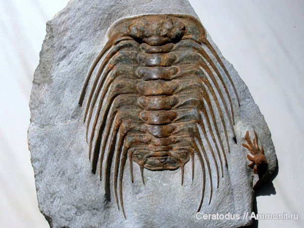 трилобиты, ордовик, Марокко, Selenopeltis, Selenopeltis buchii, Ordovician
