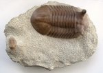Asaphus punctatus, Волхов