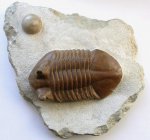 Asaphus cornutus