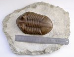 Asaphus cornutus (2)