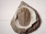 Pseudobasilicus lawrowi (SCHMIDT)