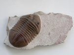 Asaphus lepidurus