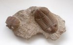 Asaphus lepidurus (2)