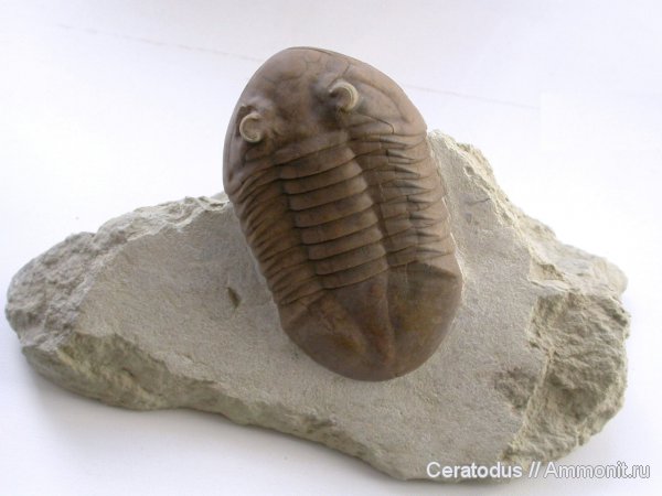 трилобиты, ордовик, Asaphus, палеозой, Asaphus plautini, Ordovician