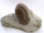 Asaphus plautini plautini