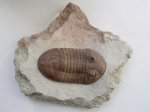Asaphus plautini plautini (2)