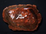 Хвойное Messembrioxylon schmidianum, Индия