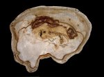 Окаменевшее дерево Dipterocarpoxylon tertiarum , Бирма