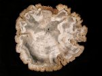 Окаменевшее дерево (Hardwood), Индонезия