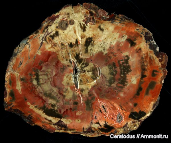 Chinle Formation, Аризона, rainbow wood