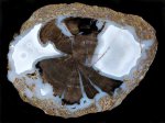 Древесина из Green River Formation, Вайоминг (2)