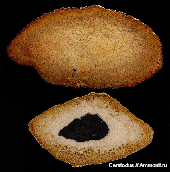 Palmoxylon, Луизиана, Catahoula Formation