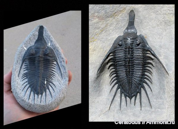 девон, Devonian, fake fossils, подделки, Psychopyge