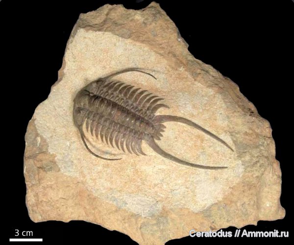 Paraceraurus, средний ордовик, Paraceraurus exsul, Cheiruridae