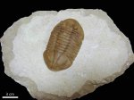 Asaphus plautini polixenus