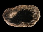 Psaronius sp., штат Ohio