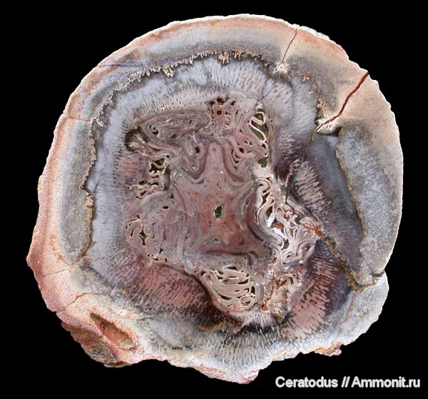 папоротники, Psaronius, Psaronius brasiliensis