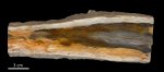 Palmoxylon, продольный срез, Техас Palmoxylon, продольный срез, Техас