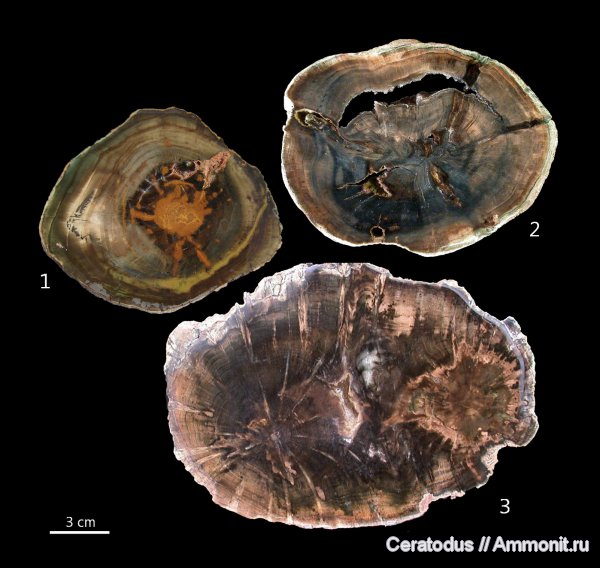 Woodworthia, Gokwe, Зимбабве