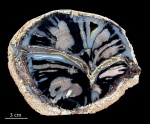 Pepperwood tree (сем .Rutaceae), Вайоминг