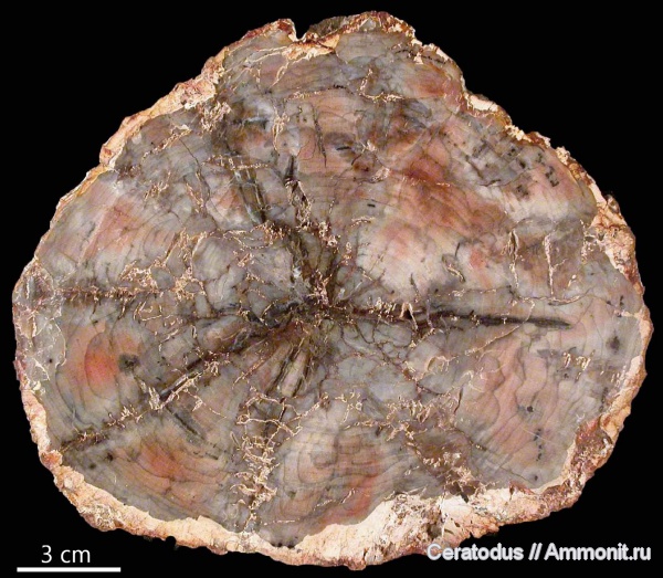 Araucariaxylon, Парагвай