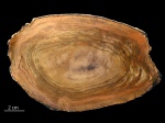 Hardwood, Орегон