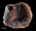 Camphorwood  (Cinamomom sp.), Орегон