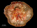 Araucarioxylon, Мадагаскар