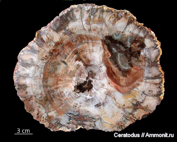 Мадагаскар, Araucarioxylon
