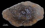 Древовидный папоротник Paleosmunda williamsii