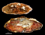 Juniperus sp.,  Невада (#2)
