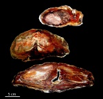Juniperus sp., Невада
