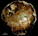 Araucarioxylon, Аргентина