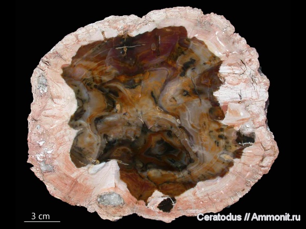 Аргентина, Патагония, Araucarioxylon, Cerro Cuadrado