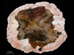 Araucarioxylon с корой, Аргентина